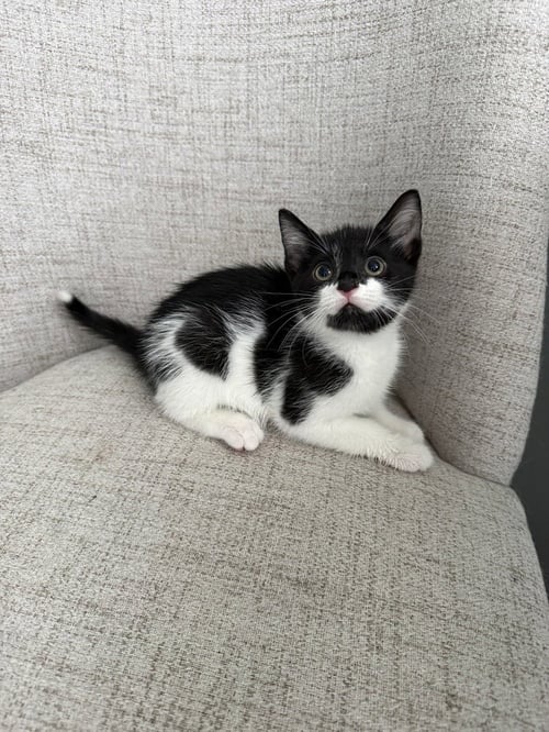 HARRYS CATS : GINNY - Domestic Short Hair available for adoption