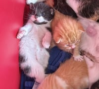 Harrys Cats : Ginny - Photo 2