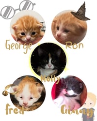 Harrys Cats : Ginny - Photo 3