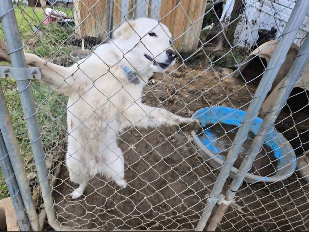 KENTUCKY COUNTY : RASCAL - Australian Shepherd / Border Collie available for adoption