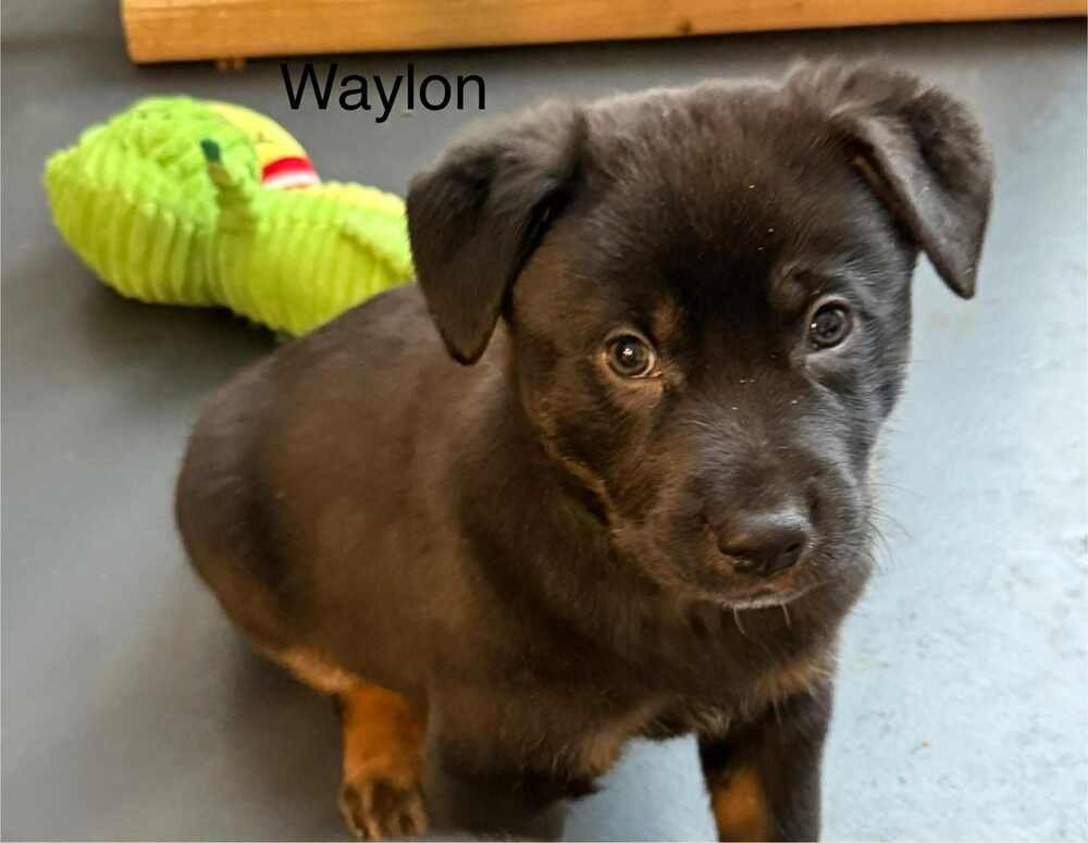 COWBOY CREW : WAYLON - Labrador Retriever / Australian Cattle Dog/Blue Heeler available for adoption
