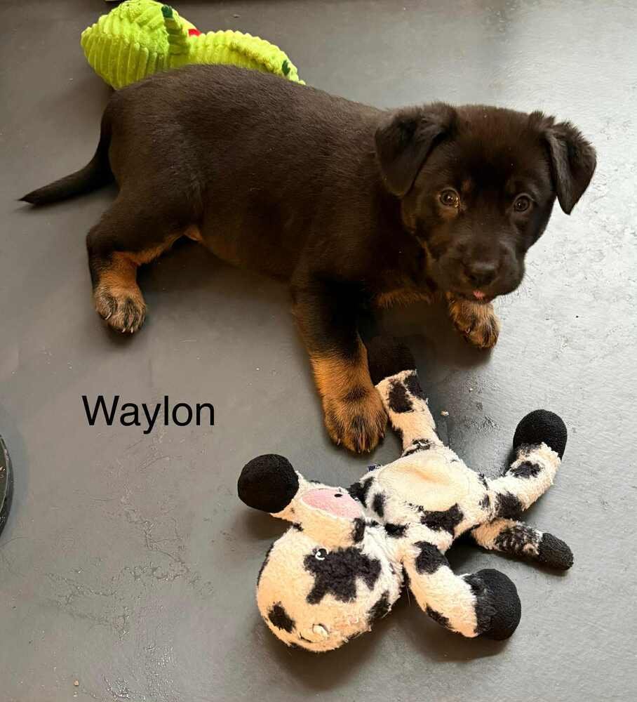 COWBOY CREW : WAYLON - Labrador Retriever / Australian Cattle Dog/Blue Heeler available for adoption