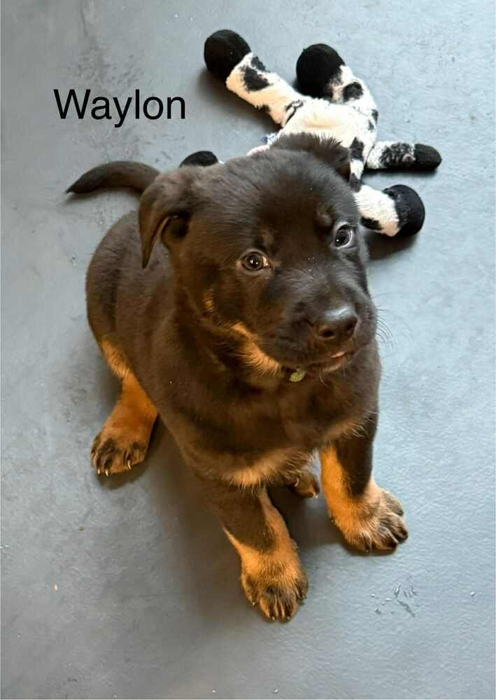 Cowboy Crew : Waylon - Photo 3