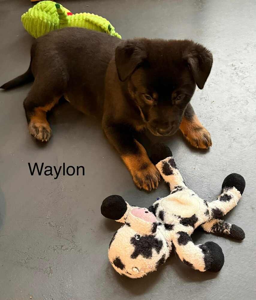 Cowboy Crew : Waylon - Photo 4