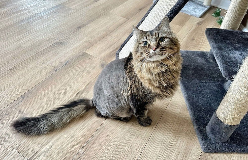 DAVE THE CAT - Domestic Long Hair available for adoption