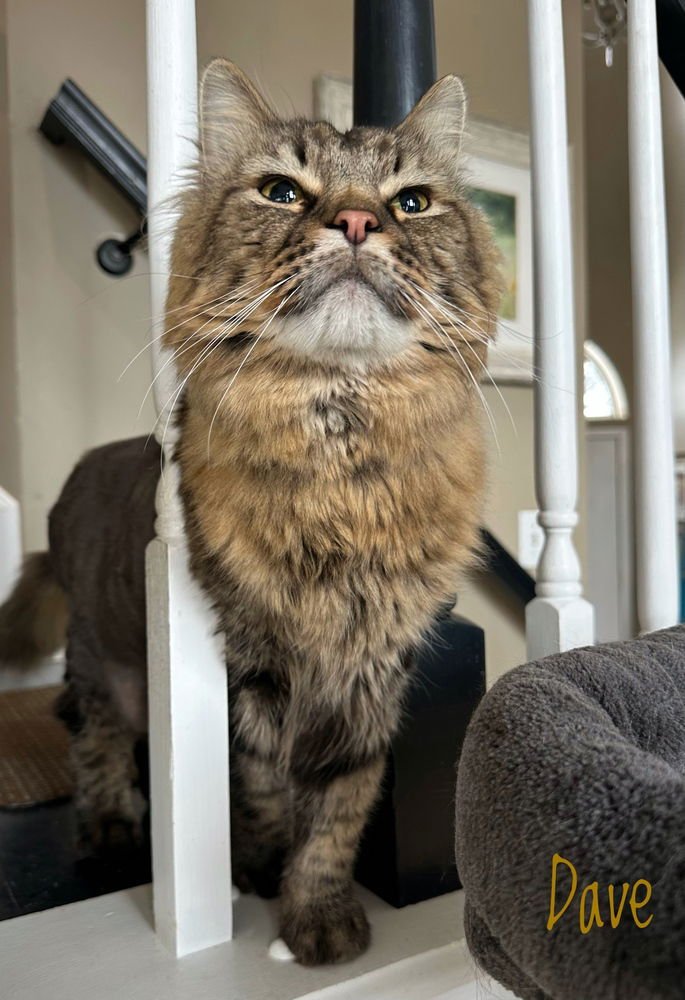 DAVE THE CAT - Domestic Long Hair available for adoption