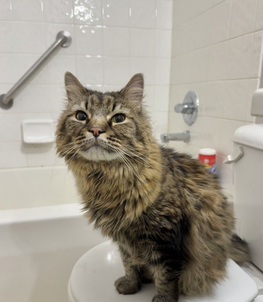 Dave the Cat - Photo 3