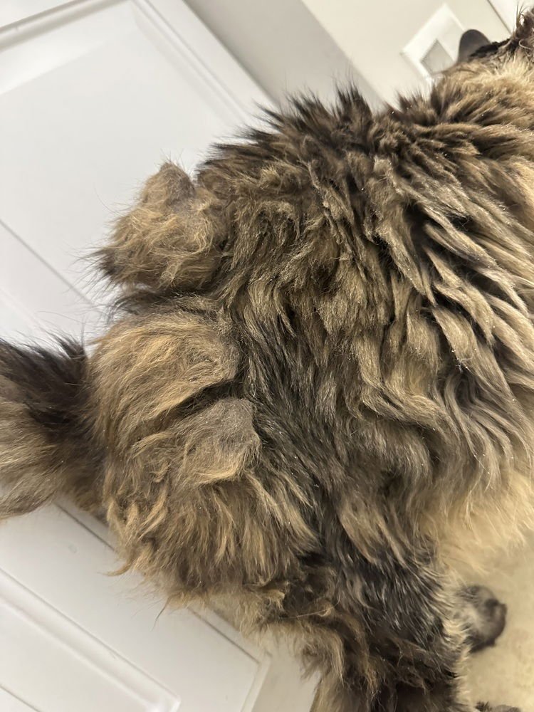 Dave the Cat - Photo 4