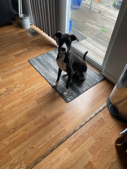 ABBS : ASHI - Labrador Retriever / Terrier available for adoption