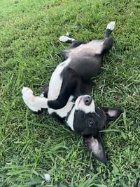 ABBS : Ashi - Photo 3