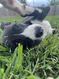 ABBS : Ashi - Photo 4