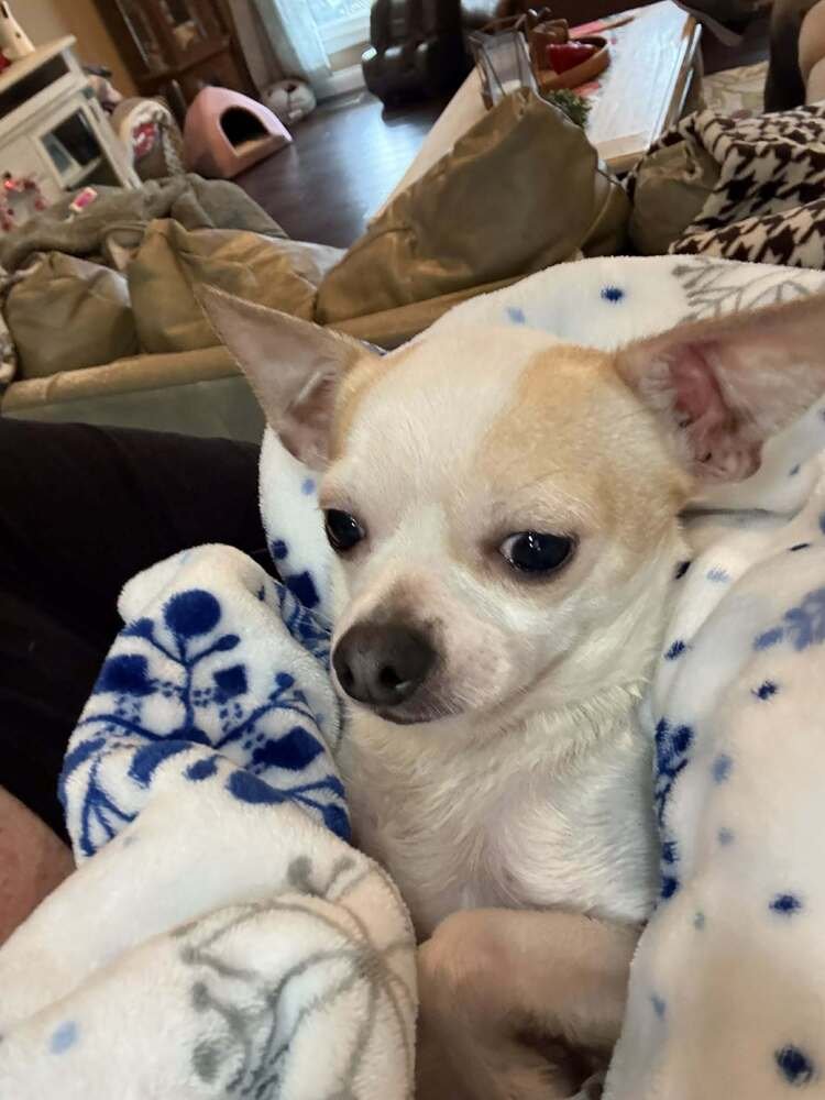 PATCHES CHI - Chihuahua available for adoption