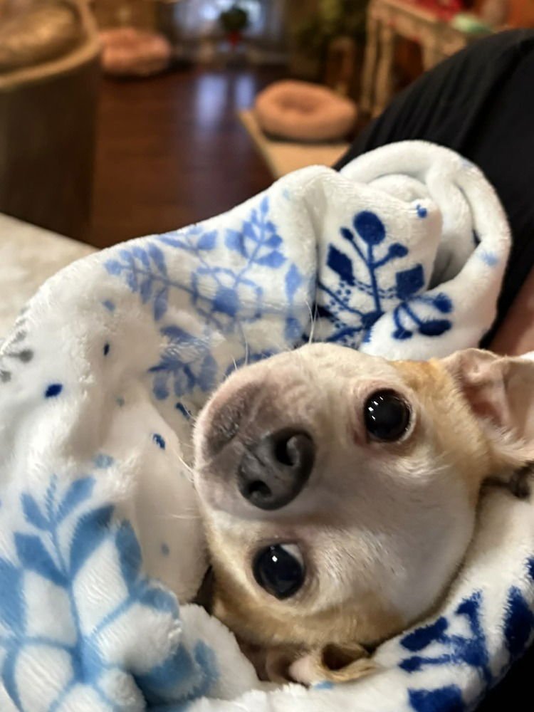 PATCHES CHI - Chihuahua available for adoption