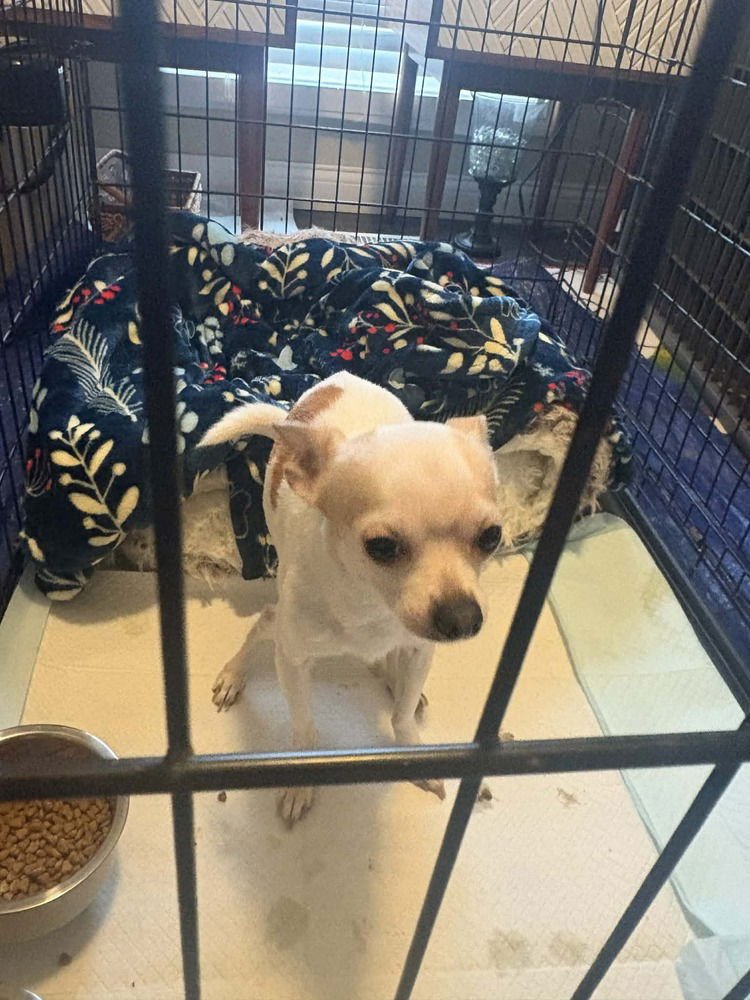 Patches Chi - Photo 3