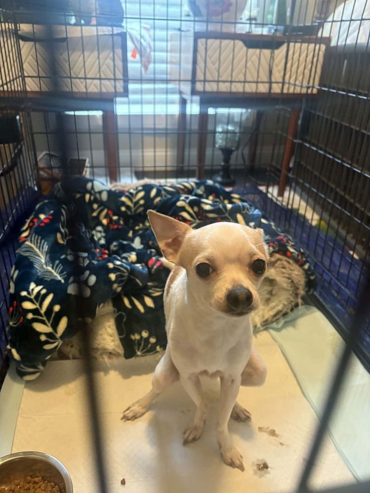 Patches Chi - Photo 4