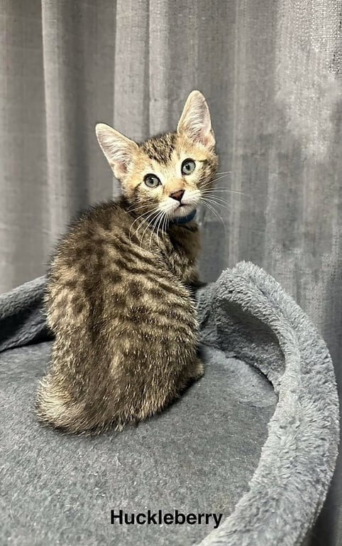 SS Kitties : Huckleberry Image