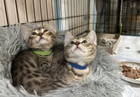 SS Kitties : Huckleberry - Photo 2