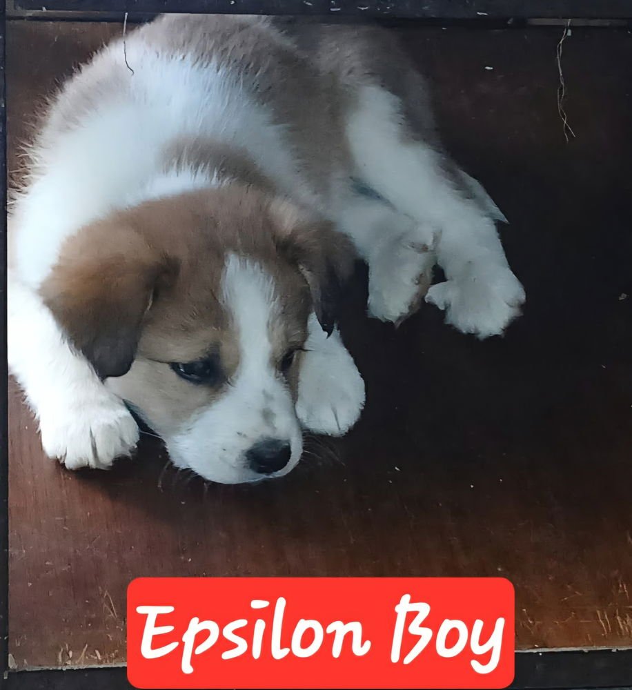 GREEK ALPHABET : EPSOLON - Great Pyrenees / Australian Shepherd available for adoption