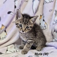 Anime Kitties : Muta - Photo 1