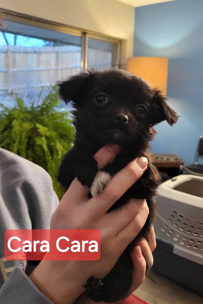 ORANGES : CARA CARA - Chihuahua / Dachshund available for adoption