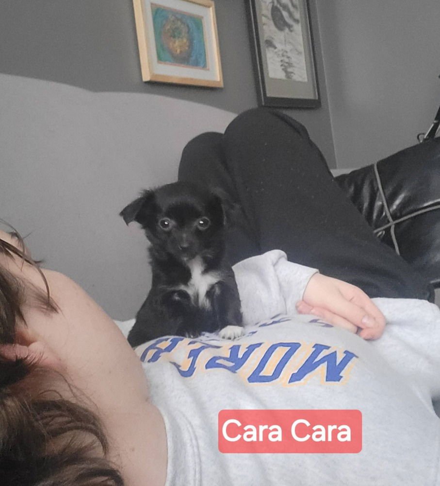 ORANGES : CARA CARA - Chihuahua / Dachshund available for adoption