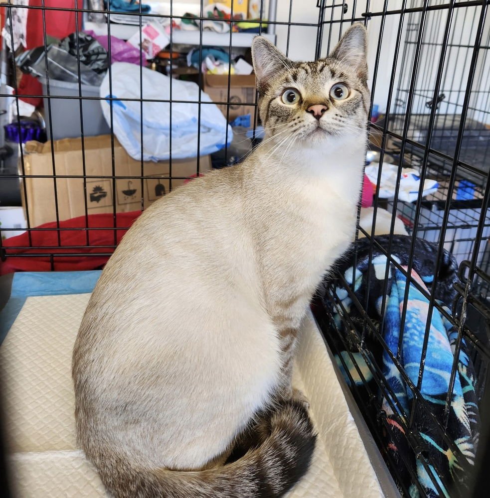 SKIPPY KITTY - Siamese / Domestic Short Hair available for adoption