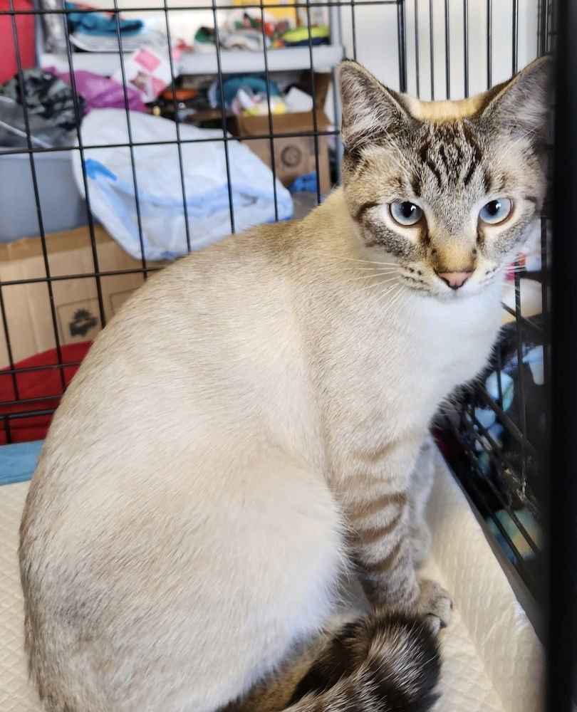 SKIPPY KITTY - Siamese / Domestic Short Hair available for adoption