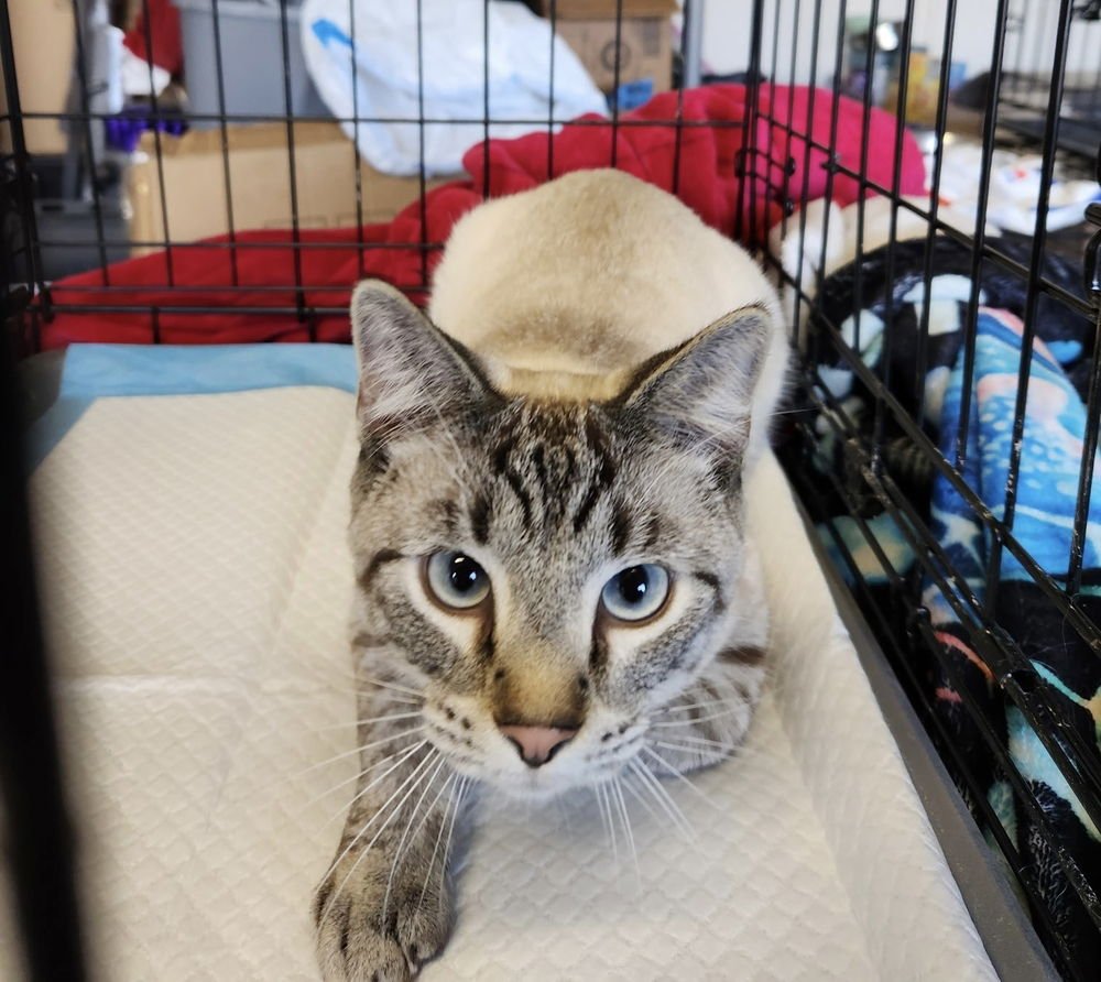 Skippy Kitty - Photo 3