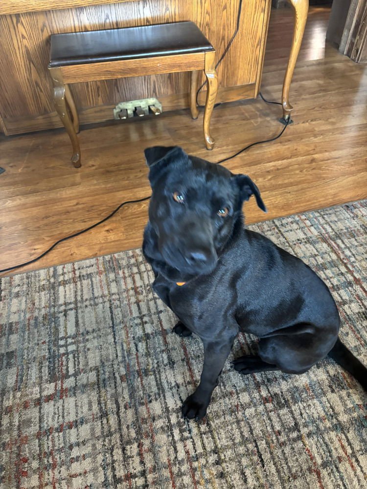 CD BIANCA - Shar Pei / German Shepherd Dog available for adoption