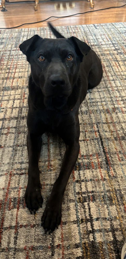 CD BIANCA - Shar Pei / German Shepherd Dog available for adoption