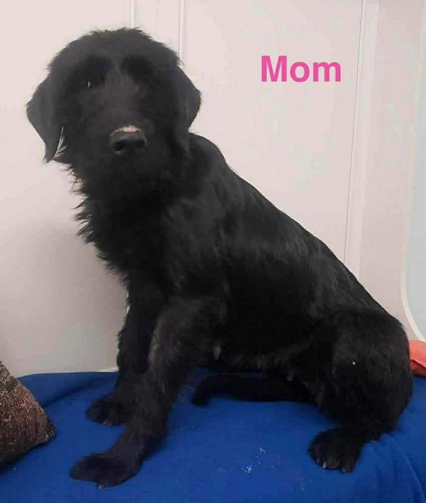 MOLLY MARLEY - Labrador Retriever available for adoption