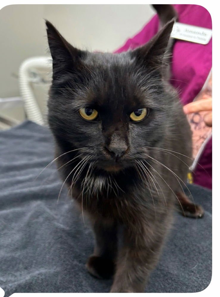 MANDY KITTY - Domestic Short Hair available for adoption