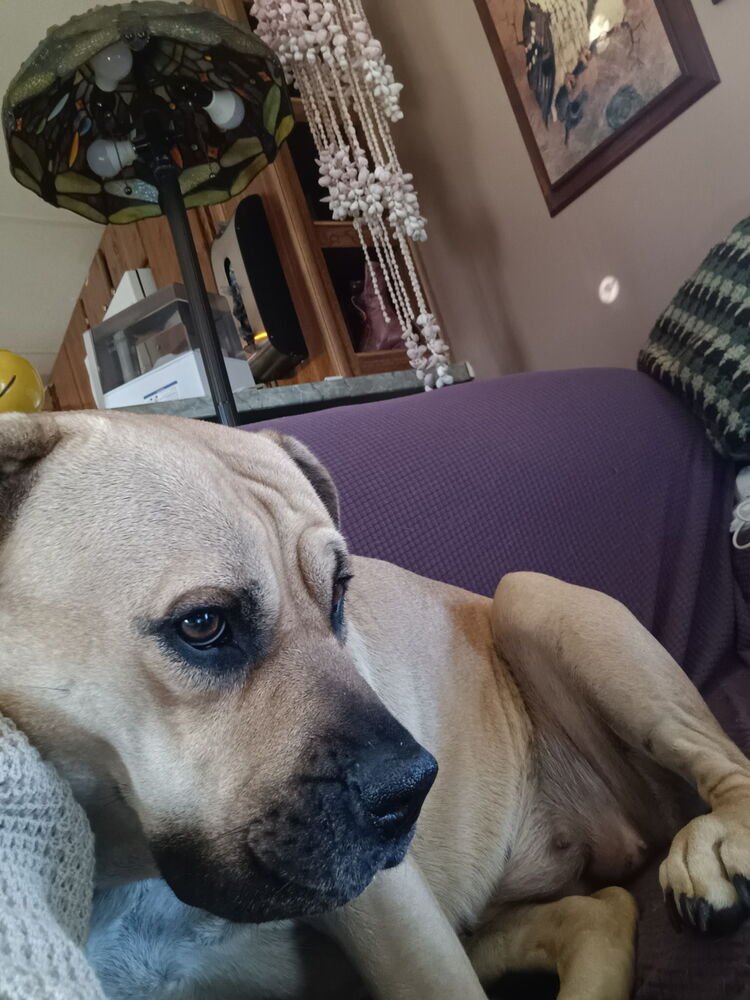 DUCHESS - Mastiff available for adoption