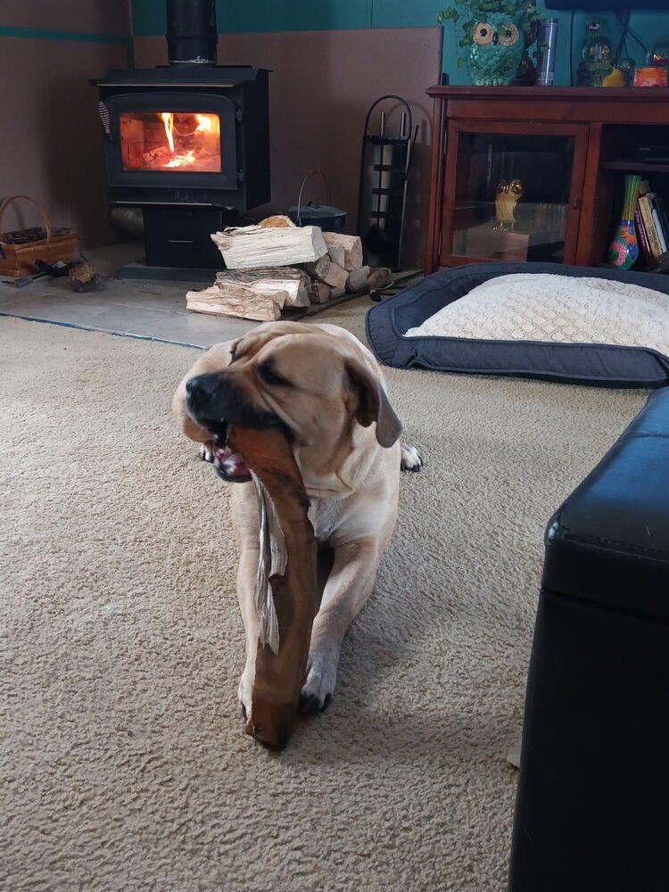 DUCHESS - Mastiff available for adoption