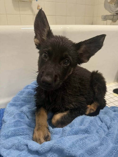 MARVEL BROS : THOR - German Shepherd Dog available for adoption
