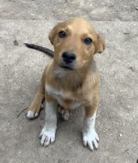 And Paws : Andy - Photo 1