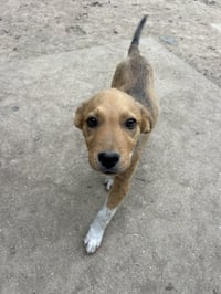 And Paws : Andy - Photo 3