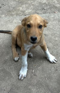 And Paws : Andy - Photo 4