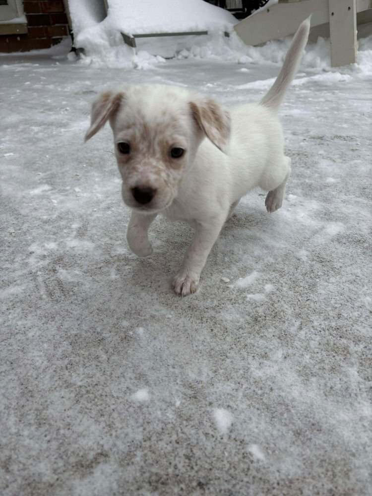 BABY AVA - Spaniel / Australian Cattle Dog/Blue Heeler available for adoption