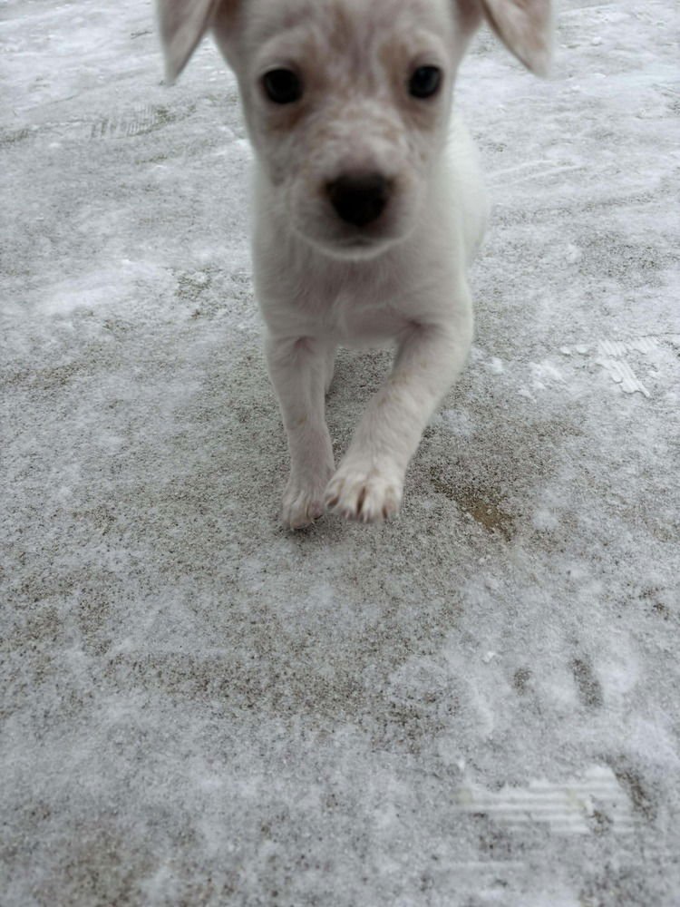 BABY AVA - Spaniel / Australian Cattle Dog/Blue Heeler available for adoption
