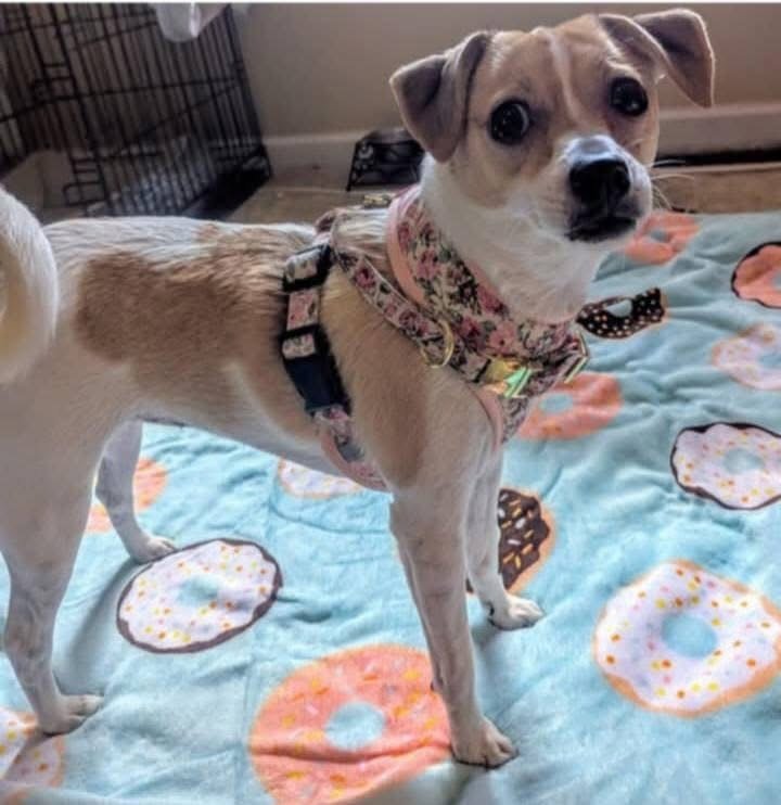 Miss Pixie Image