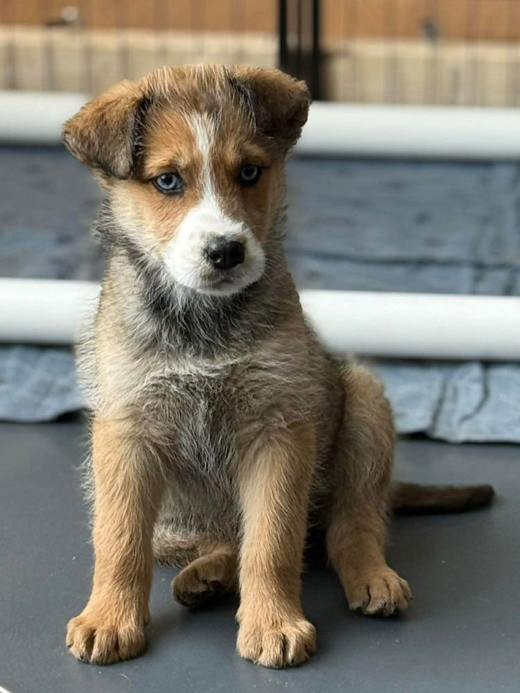 LUCKY LASSIES :  CASSIDY - Labrador Retriever / Australian Shepherd available for adoption