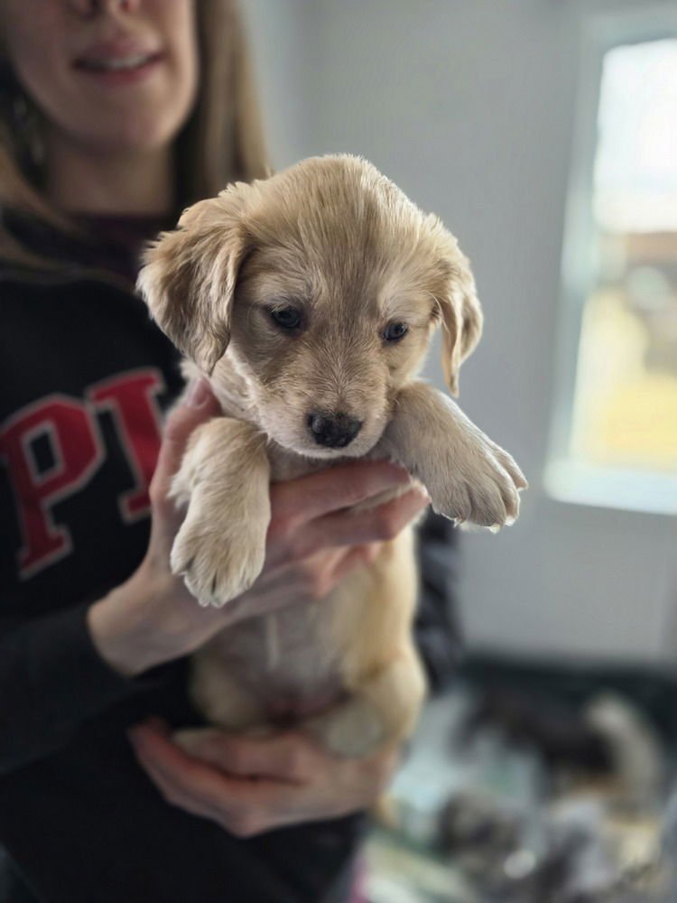 LADYBIRDS :  PEACH - Catahoula Leopard Dog / Australian Shepherd available for adoption