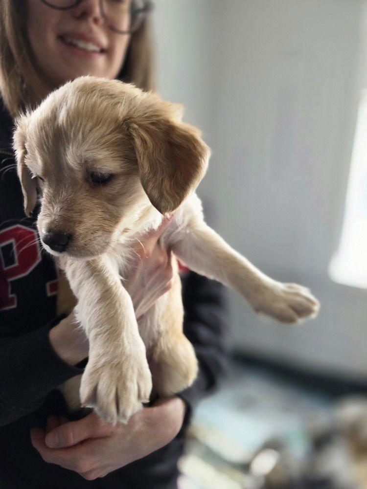 LADYBIRDS :  PEACH - Catahoula Leopard Dog / Australian Shepherd available for adoption