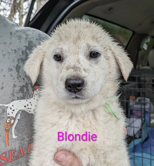 RUBY'S ROWDIES : BLONDIE - Great Pyrenees / Golden Retriever available for adoption