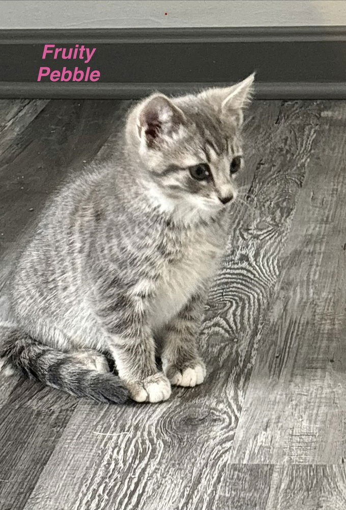 CEREAL KITTY : FRUITY PEBBLE - Domestic Short Hair available for adoption