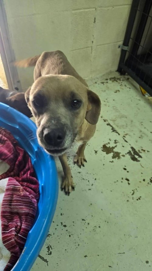 MAMA BEE - Beagle / Dachshund available for adoption
