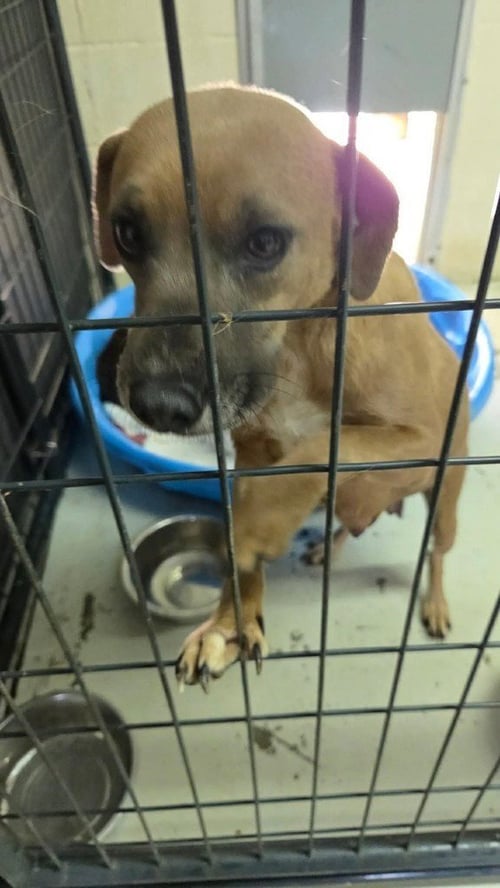 MAMA BEE - Beagle / Dachshund available for adoption
