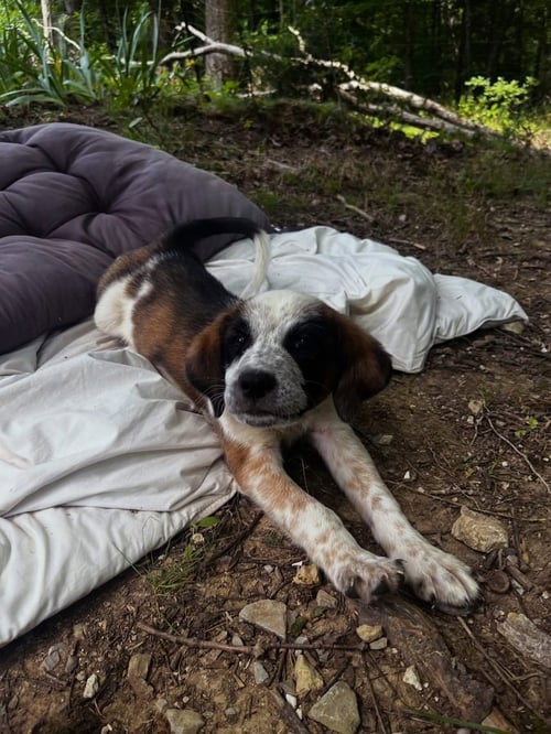 SPIRITUAL GANGSTERS : KARMA - Border Collie / Beagle available for adoption