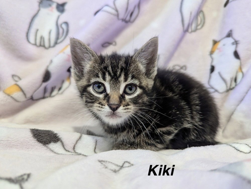 Anime Kitties : Kiki Image